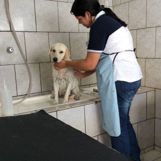 Banho em animais