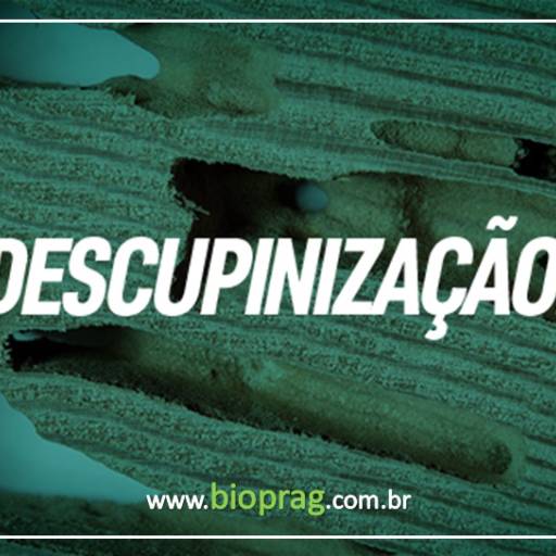Descupinização – Proteção e Preservação em São Manuel/SP