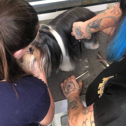 Banho e Tosa em Itatinga