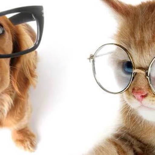 Oftalmologia Veterinária por Genari Policlínica