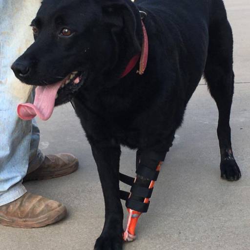 Próteses animais personalizadas para amputados por Genari Policlínica