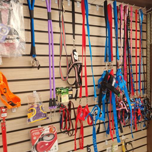 Segurança e Estilo – Coleiras e Guias em Itatinga