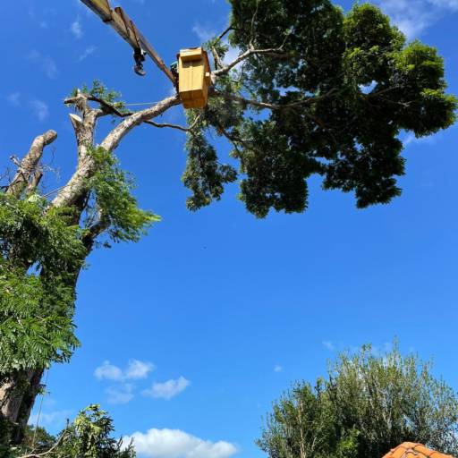 Poda de Árvore com Segurança e Eficiência – Santa Cruz do Rio Pardo