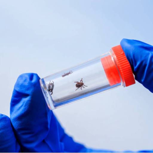  Descarrapatização - Saúde e Conforto Garantidos em Assis/SP