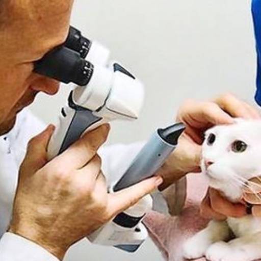 Oftalmologia para animais