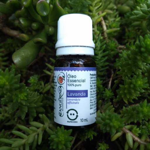 Óleo Essencial de Lavanda Tangerine Biocosméticos em São Paulo, SP por Tangerine Biocosméticos