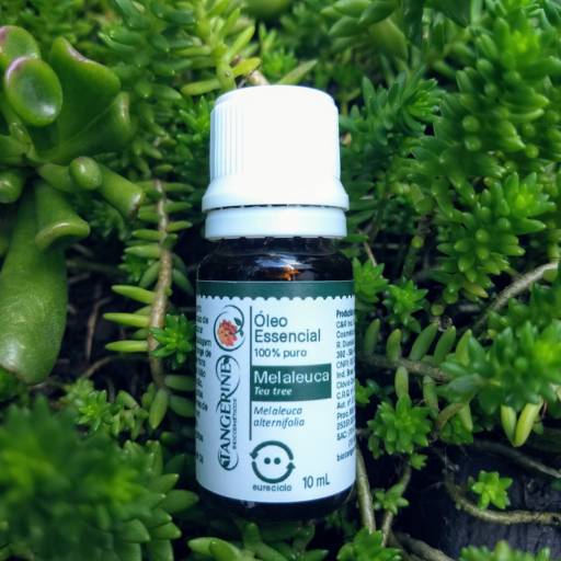 Óleo Essencial de Melaleuca Tangerine Biocosméticos em São Paulo, SP por Tangerine Biocosméticos