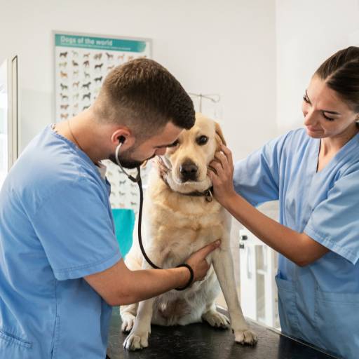 Castração de Animais: Cuidado e Responsabilidade em Santa Cruz do Rio Pardo/SP