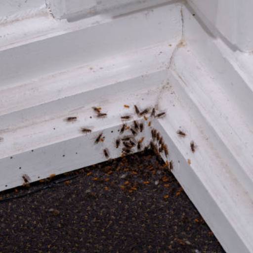 Dedetizadoras para Insetos Rasteiros em Santa Bárbara SP por Detecta Dedetizadora