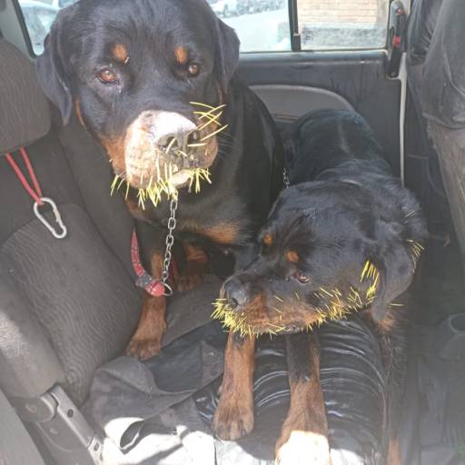 Taxi Dog para Veterinário