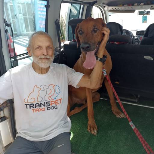 Transporte de Cães de Grande Porte