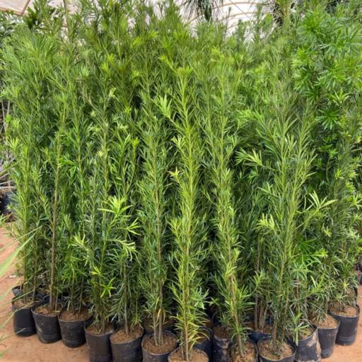 Paisagismo em Andamento no Santa Bárbara – Live Art por Live Art