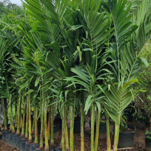 Paisagismo em Andamento no Santa Bárbara – Live Art por Live Art