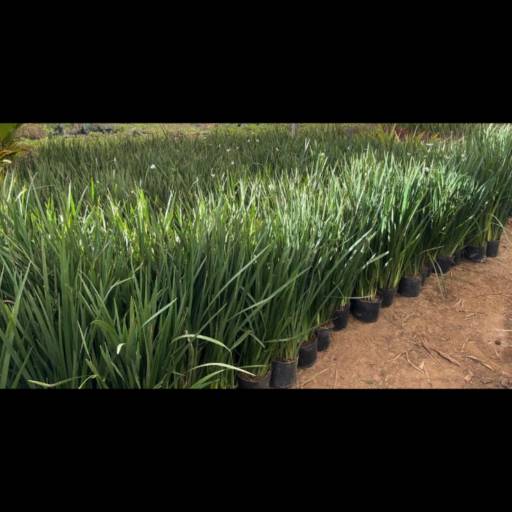 Paisagismo em Andamento no Santa Bárbara – Live Art por Live Art