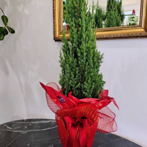 Árvore de Natal Pequena