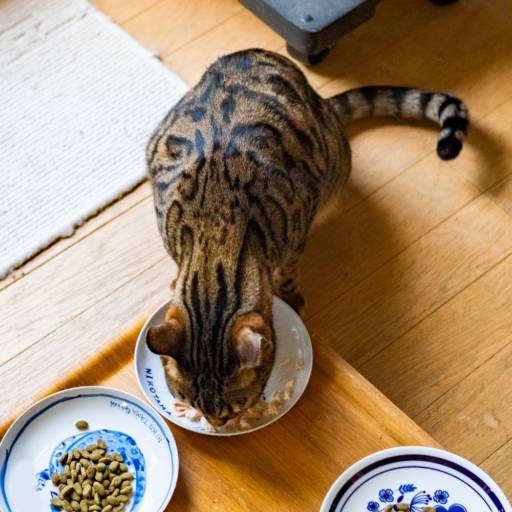 Casas De Ração Em Lençóis Paulista SP – Ração Spert Para Cães E Gatos