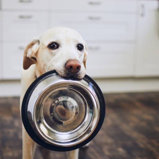 Casas De Ração Em Lençóis Paulista SP – Ração Billy Dog Para Pets