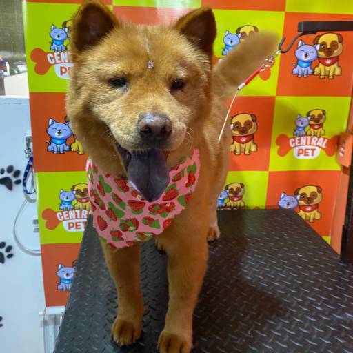 Banho e Tosa – Pets de Grande Porte