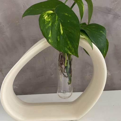 Plantas Cultivadas em Hidroponia 