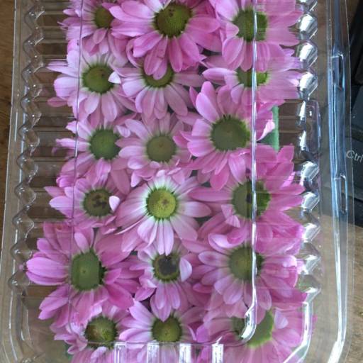Flores Comestíveis - Beleza e sabor para suas criações culinárias - São José dos Campos