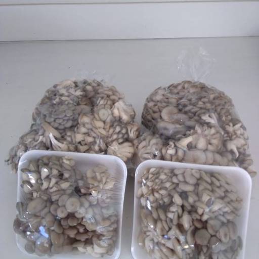 Cogumelos Frescos - Sabor natural e qualidade garantida -  São José dos Campos