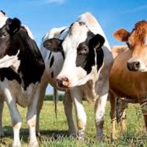 Milk 30 – Concentrado para Vacas e Novilhas em Lactação