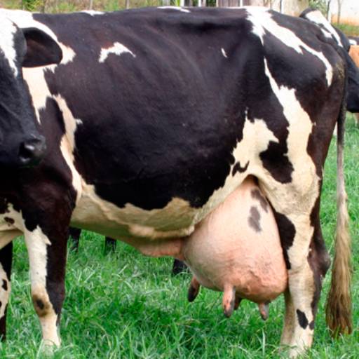 Pré-lactus Aniônico – Núcleo para Vacas em Pré-Parto