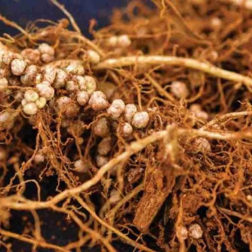 NITROGO - Inoculante com Bradyrhizobium para Fixação de Nitrogênio