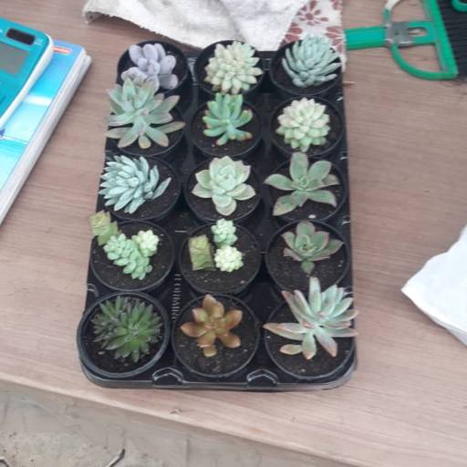 Jardineiro Profissional em Itanhaém
