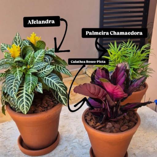 Venda de Afelandra e Palmeira Chamaedora em Itapetininga 