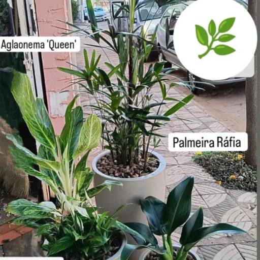 Vasos de Aglaonema Queen, Palmeira Ráfia Mini Lírio da Paz e Pacová