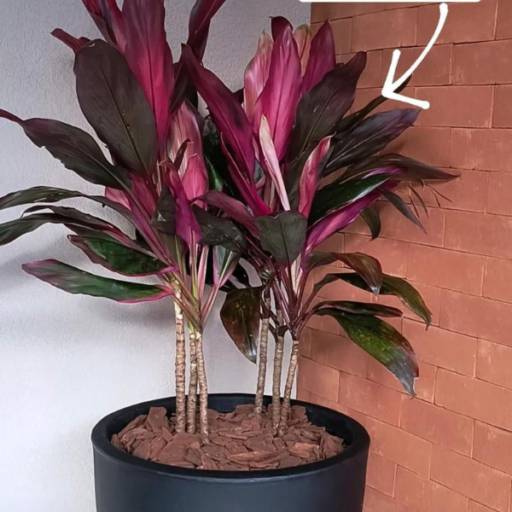 Vaso de Dracena Panamá em Itapetininga 