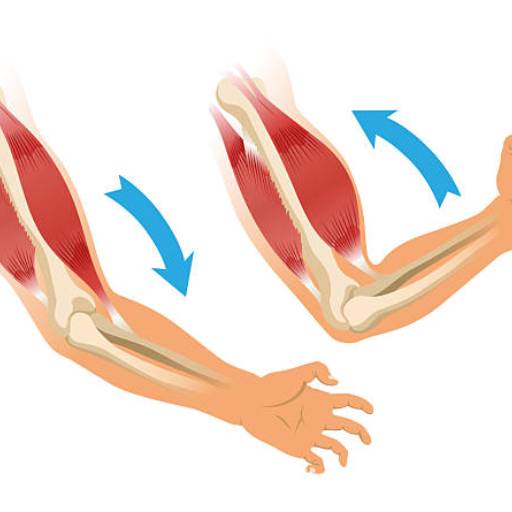Fortalecimento muscular