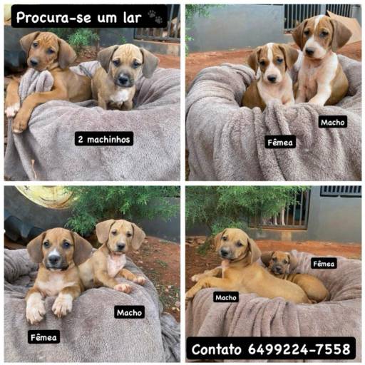 Filhotes para adoção
