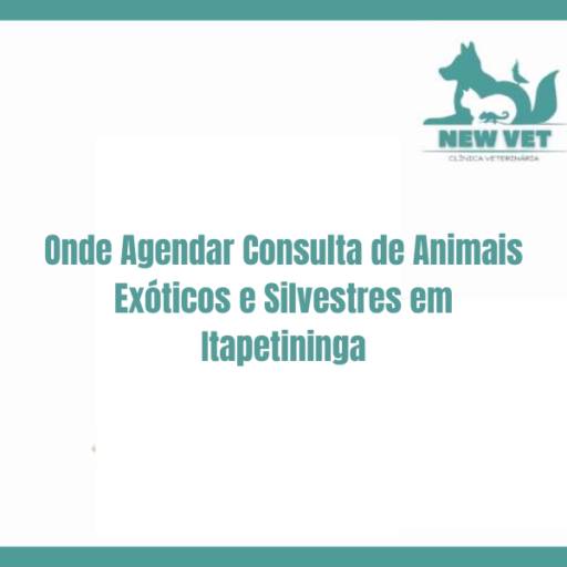 Onde Agendar Consulta de Animais Exóticos e Silvestres em Itapetininga