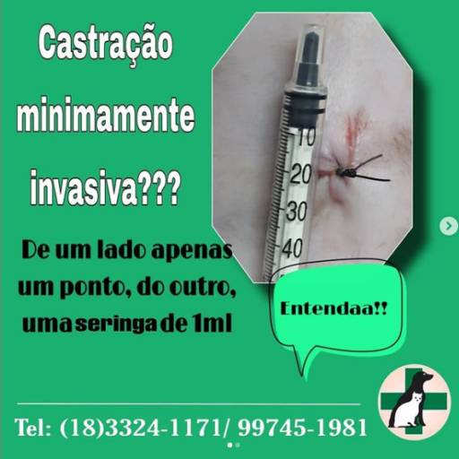 Castração de Animais - Saúde e Bem-Estar para Seu Pet em Tarumã