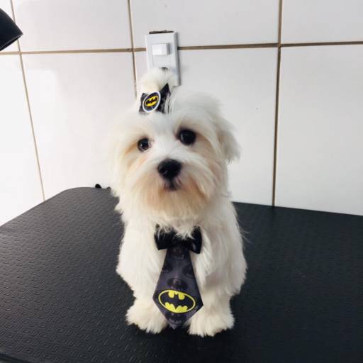 Banho e Tosa - Cuidados e Estilo para Seu Pet em Tarumã