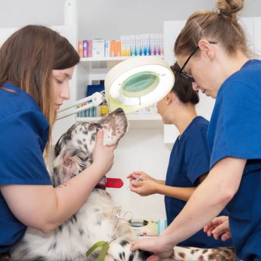 Farmácia Veterinária - Tudo o que Seu Pet Precisa em Tarumã