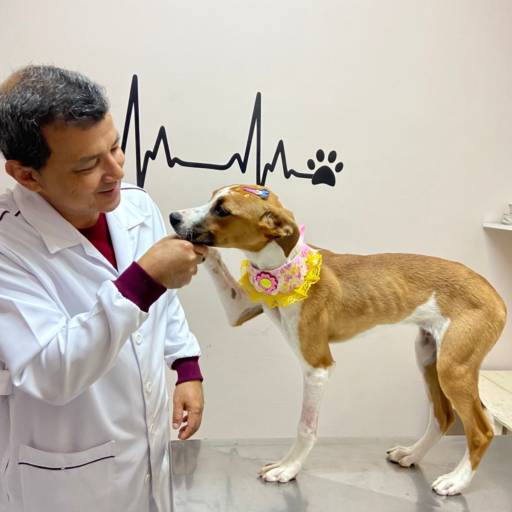 Internação Veterinária para Cães e Gatos 24 Horas em Avaré