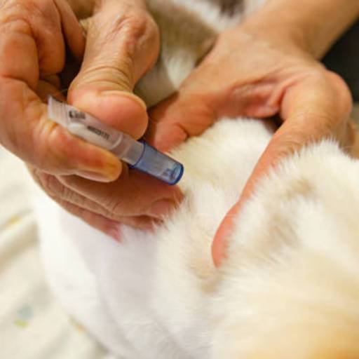 Testes Rápidos Veterinários em Avaré