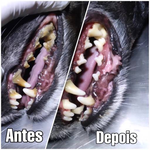Limpeza de Tártaro para Cães e Gatos em Assis