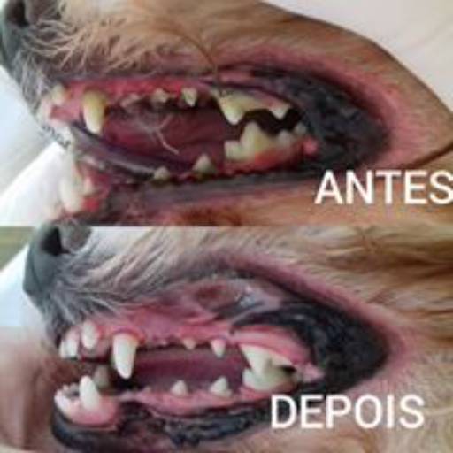 LIMPEZA DE TÁRTARO por Pet Care Clínica Veterinária - Dra. Monique Remédio