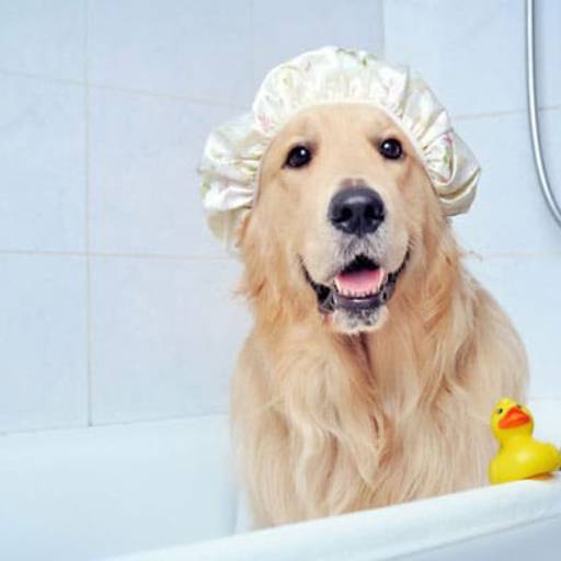 Banho Simples por Lukan - Hotel para Cachorro