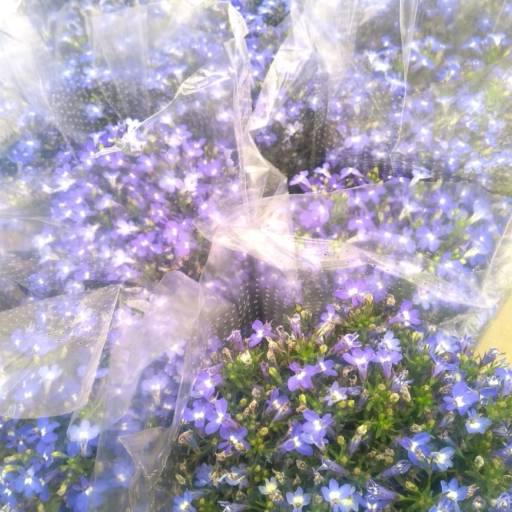 Lobélia por Botucatu Garden