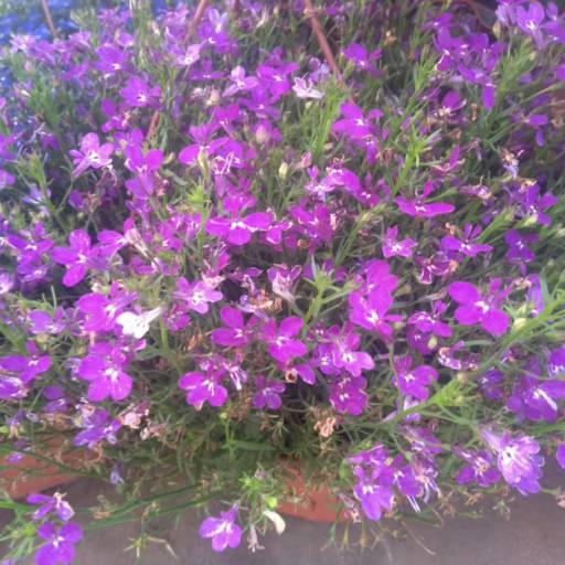 Lobélia por Botucatu Garden