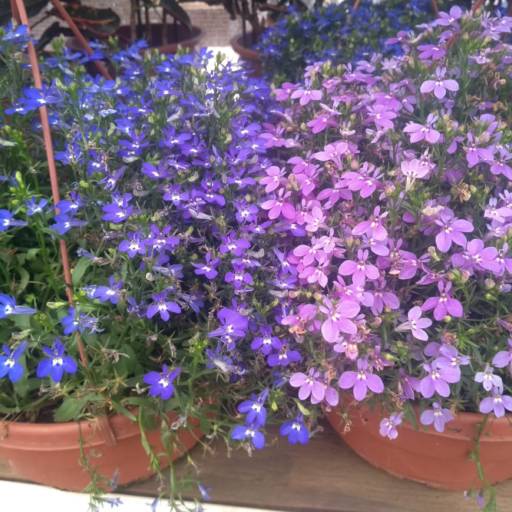 Lobélia por Botucatu Garden