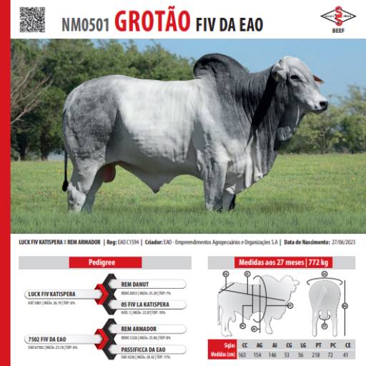 Touro Nelore Grotão FIV da EAO (NM0501)