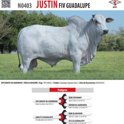 Touro Nelore Justin FIV Guadalupe (N0403)