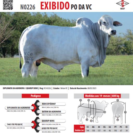 Touro Nelore Exibido PO da VC (N0226)