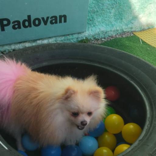 Hotel para cães  em Pinhais, PR por Pet  Padovan